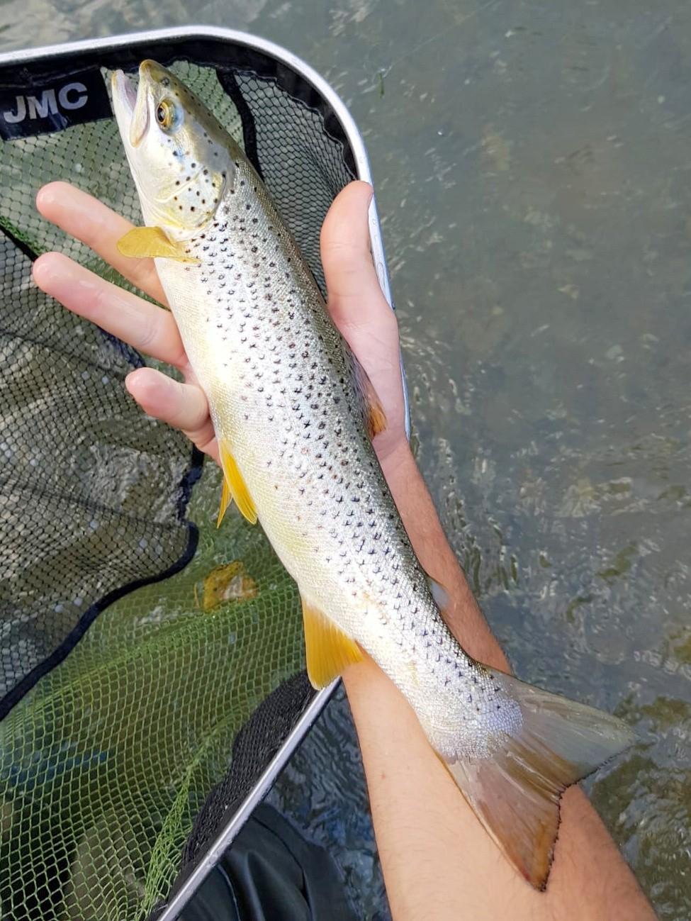 MENOS GENTE, MÁS TRUCHAS 21/09/2019