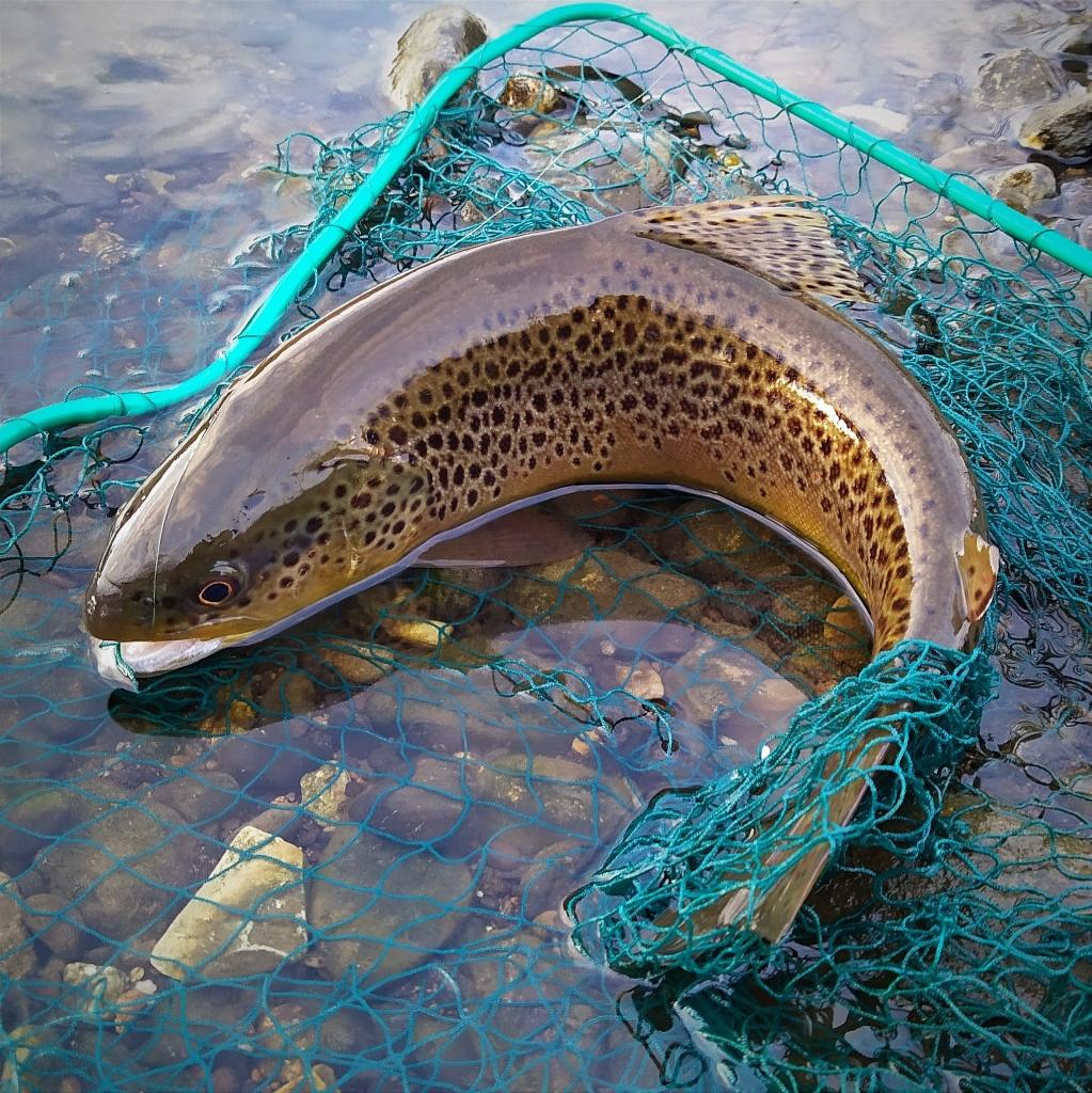 brown trout Bulgaria