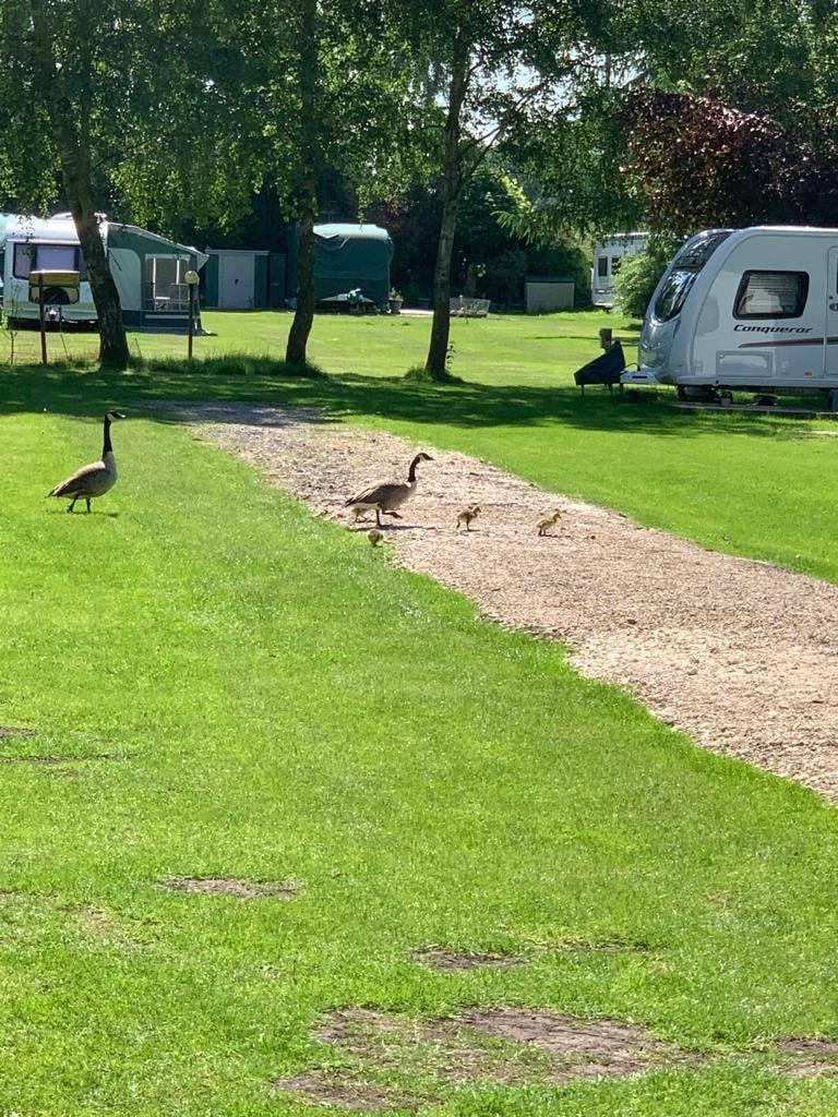 Oakmere Caravan Park and Fishery