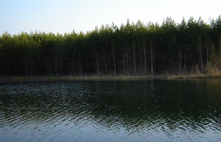 Соловьева В. Н.