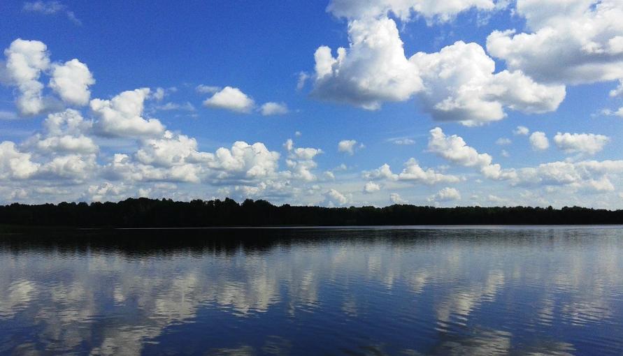 Лесная гавань