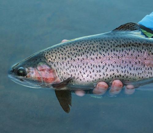 Коккосалми 