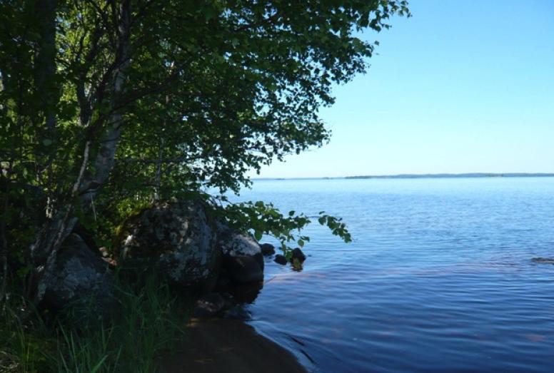 Лесной двор