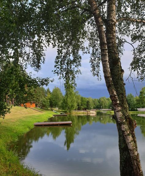 Лесные пруды