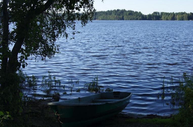 Бодрый лось