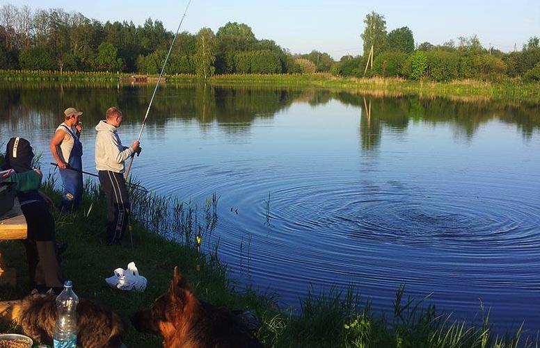 JAUNMEDŅI - ZOLOTAJA RIBKA