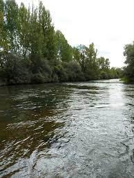 Coto Quintana de Rueda (Rio Esla)