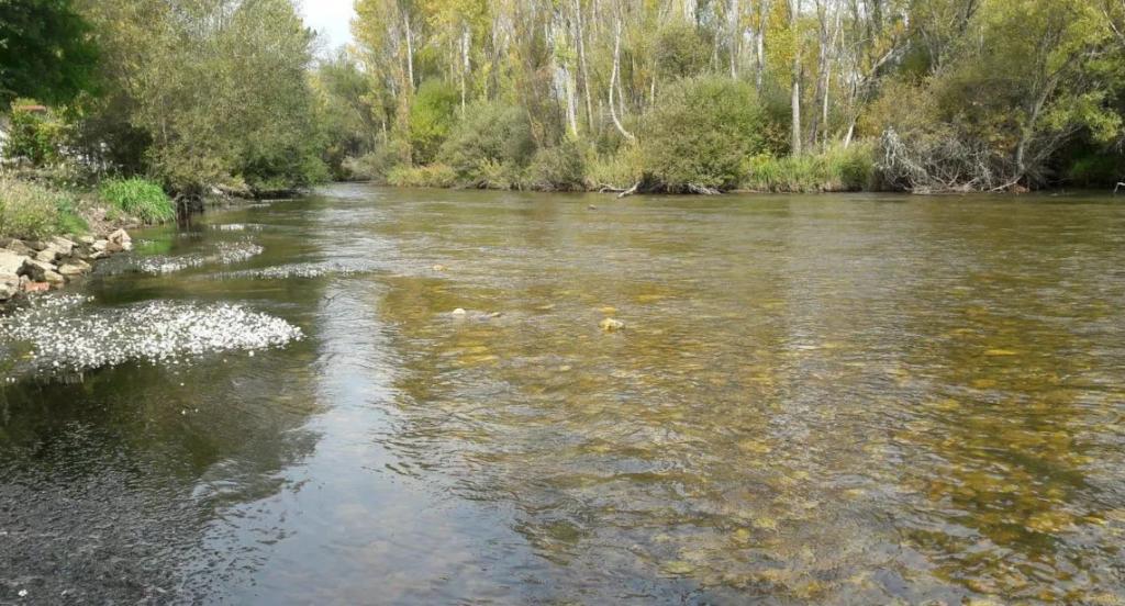 AREC Galleguillos (Rio Cea)