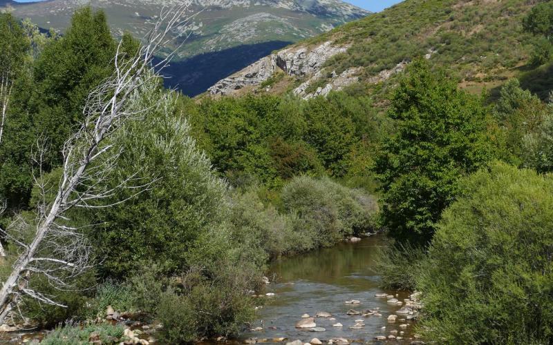 Coto Triollo (Río Carrión)