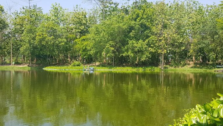 Palm Tree Lagoon Fishery