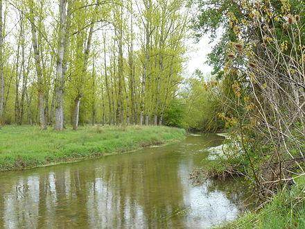 Hoyales - Pesca del Cangrejo (Río Riaza)