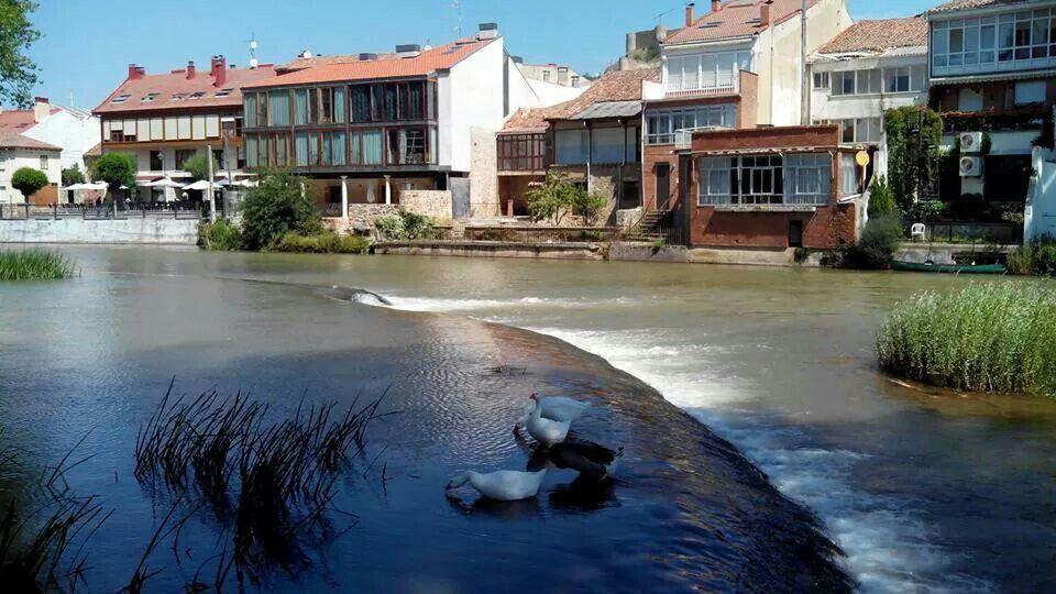 AREC Aguilar - Pesca del Cangrejo (Río Pisuerga)