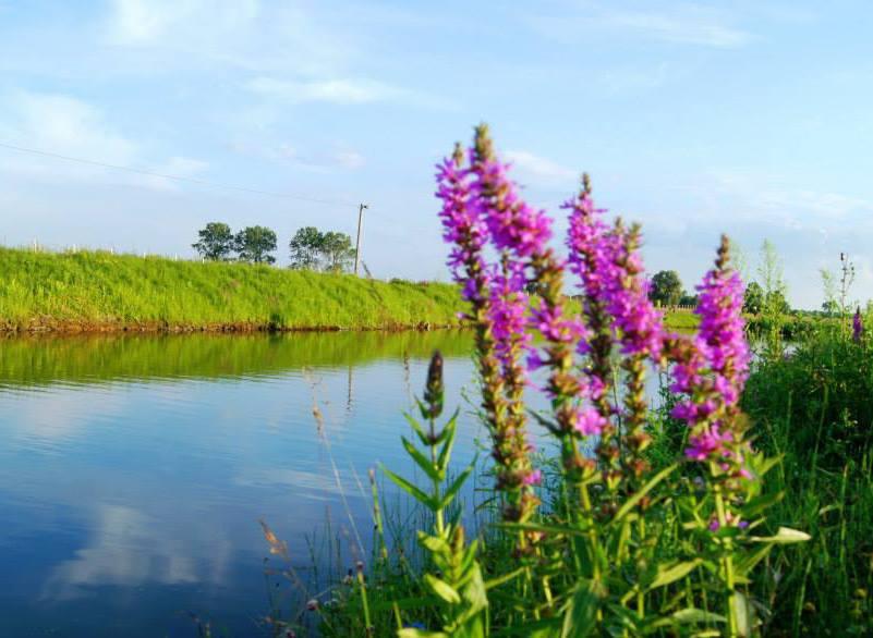 Łowisko Nad Stawami